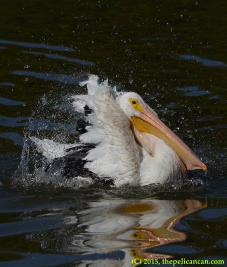 American white pelican (Pelecanus erythrorhynchos) bathing at White Rock Lake in Dallas, TX