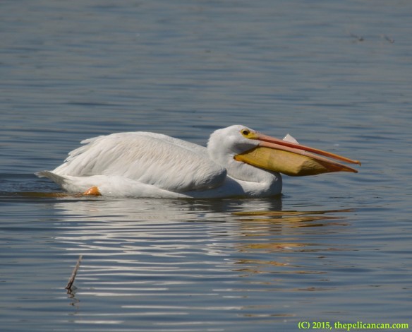 American white pelican (Pelecanus erythrorhynchos) playing with a red plastic cup at White Rock Lake in Dallas, TX