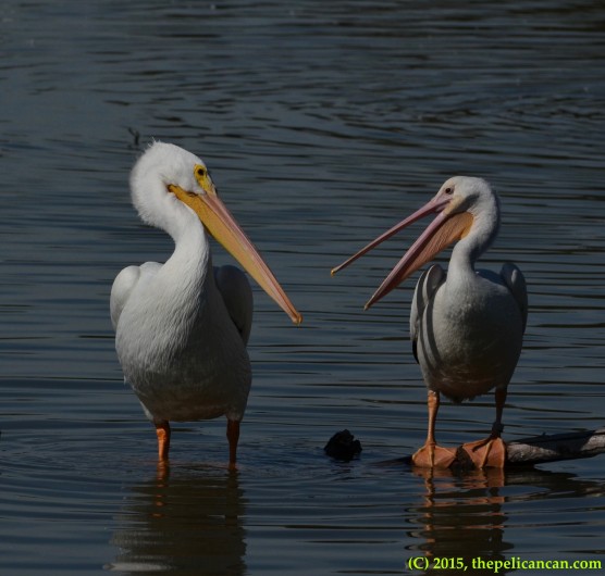 Two pelicans gape at each other while loafing at White Rock Lake in Dallas, TX