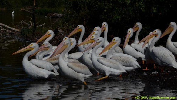 Loafing American white pelicans (Pelecanus erythrorhynchos) alert and head toward water at White Rock Lake in Dallas, TX