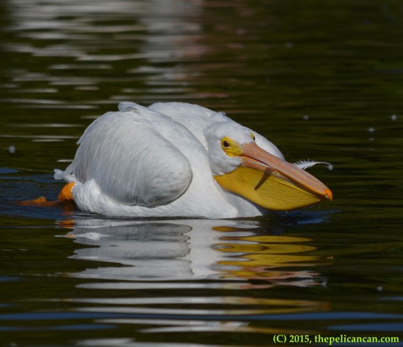 American white pelican plays with a feather at White Rock Lake in Dallas, TX