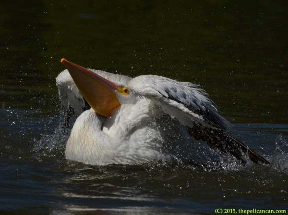 American white pelican (Pelecanus erythrorhynchos) bathing in water at White Rock Lake in Dallas, TX