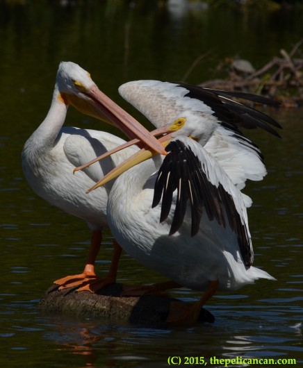 Two American white pelicans (Pelecanus erythrorhynchos) fight over their positions on a log at White Rock Lake in Dallas, TX