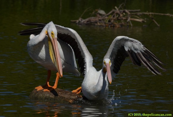 Two American white pelicans (Pelecanus erythrorhynchos) fight over their positions on a log at White Rock Lake in Dallas, TX