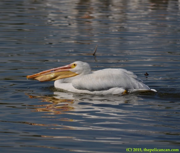 American white pelican (Pelecanus erythrorhynchos) plays with a water bottle at White Rock Lake in Dallas, TX