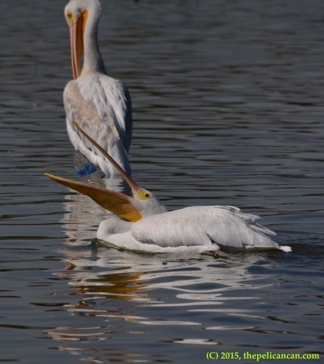 American white pelican (Pelecanus erythrorhynchos) tosses a water bottle in play at White Rock Lake in Dallas, TX