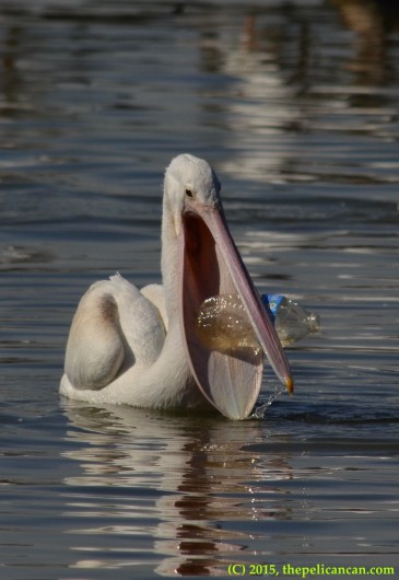 Juvenile American white pelican (Pelecanus erythrorhynchos) plays with a water bottle at White Rock Lake in Dallas, TX