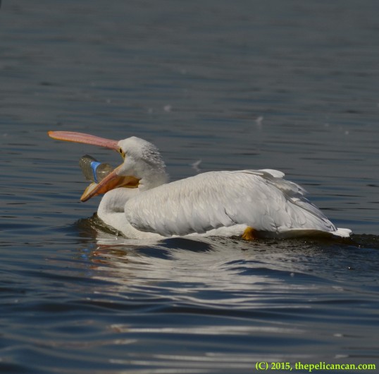 American white pelican (Pelecanus erythrorhynchos) plays with a water bottle at White Rock Lake in Dallas, TX