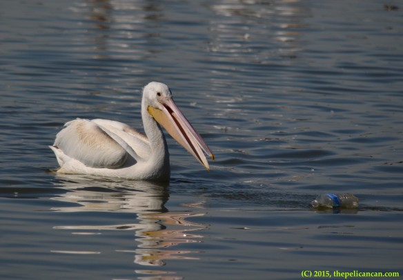 Juvenile American white pelican (Pelecanus erythrorhynchos) plays with a water bottle at White Rock Lake in Dallas, TX