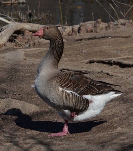 Greylag goose (Anser anser) stands on the shore of White Rock Lake in Dallas, TX