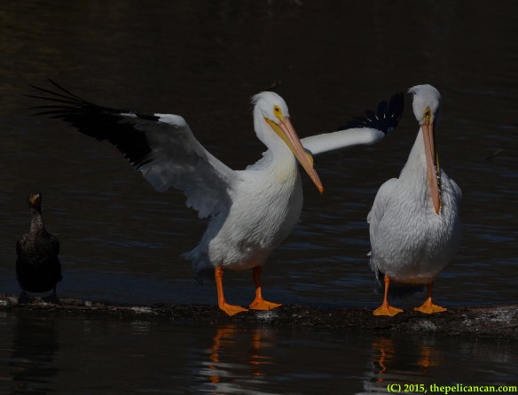 American white pelican (Pelecanus erythrorhynchos) flaps her wings on a log next to another pelican at White Rock Lake in Dallas, TX