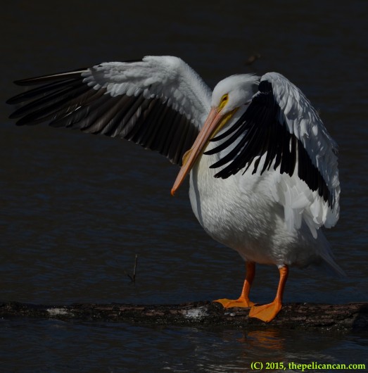 American white pelican flaps her wings while standing on a log at White Rock Lake in Dallas, TX