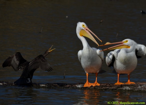 American white pelicans (Pelecanus erythrorhynchos) squabble with a double-crested cormorant (Phalacrocorax auritus) at White Rock Lake in Dallas, TX