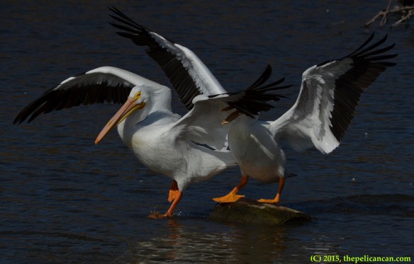 American white pelican (Pelecanus erythrorhynchos) attempts to knock another pelican off of a loafing log at White Rock Lake in Dallas, TX