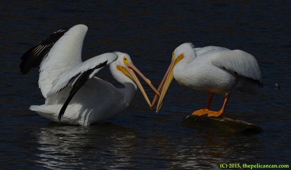 Two American white pelicans (Pelecanus erythrorhynchos) gape at each other in anticipation of fighting at White Rock Lake in Dallas, TX