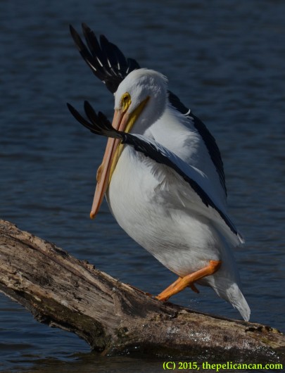 American white pelican (Pelecanus erythrorhynchos) balances on a log at White Rock Lake in Dallas, TX