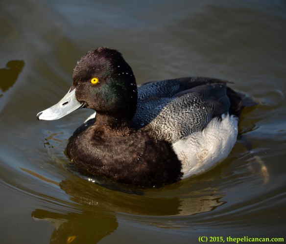 A lesser scaup (Aythya affinis) swims in the water at White Rock Lake in Dallas, TX