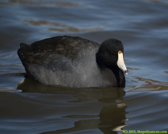 American coot (Fulica americana) swims in the water at White Rock Lake in Dallas, TX