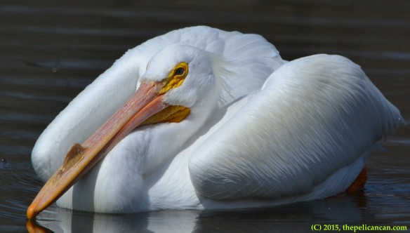 American white pelican (Pelecanus erythrorhynchos) in breeding plumage swims at White Rock Lake in Dallas, TX