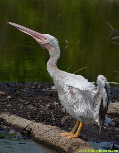 Juvenile American white peliacn (Pelecanus erythrorhynchos) performs a rouse while standing on a log at White Rock Lake in Dallas, TX