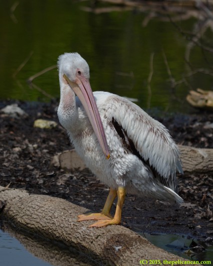 Juvenile American white pelican (Pelecanus erythrorhynchos) pauses while preening her feathers at White Rock Lake in Dallas, TX