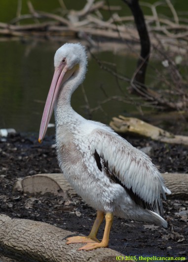 Juvenile American white pelican (Pelecanus erythrorhynchos) stands on a log at White Rock Lake in Dallas, TX
