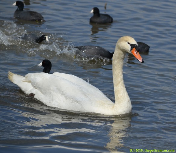 Lady Katherine the mute swan (Cygnus olor) steams away from shore after being released to White Rock Lake in Dallas, TX after recovering from a sickness