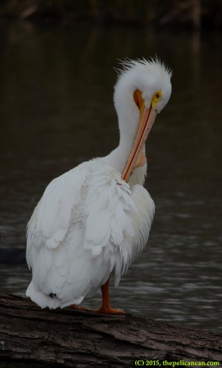 American white pelican (Pelecanus erythrorhynchos) preens while standing on a log at White Rock Lake in Dallas, TX