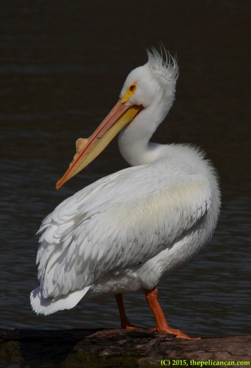 American white pelican (Pelecanus erythrorhynchos) stands on a log at White Rock Lake in Dallas, TX