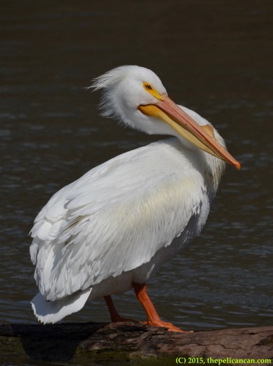 American white pelican (Pelecanus erythrorhynchos) stands on a log at White Rock Lake in Dallas, TX