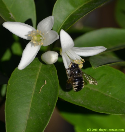 Carpenter bee (Xylocopa tabaniformis) on a citrus blossom in Dallas, TX
