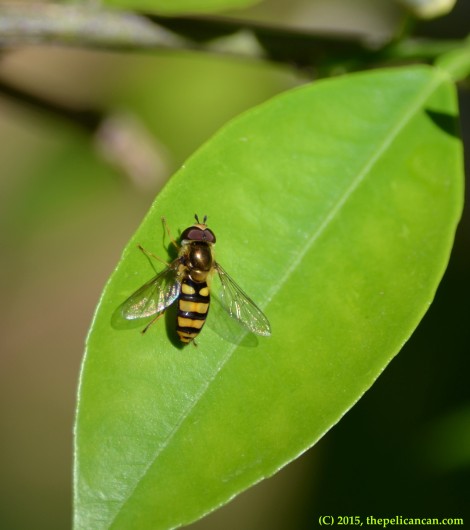 Syrphid fly (Somula decora) resting on a citrus leaf in Dallas, TX