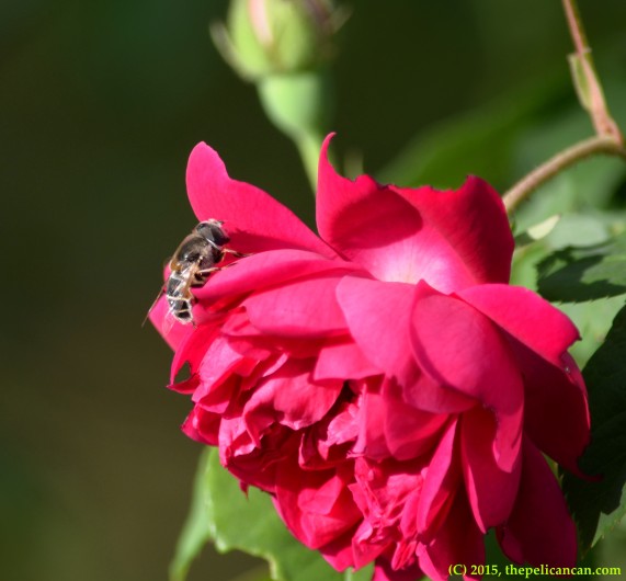 Unidentified fly on a "Maggie" rose bloom in Dallas, TX
