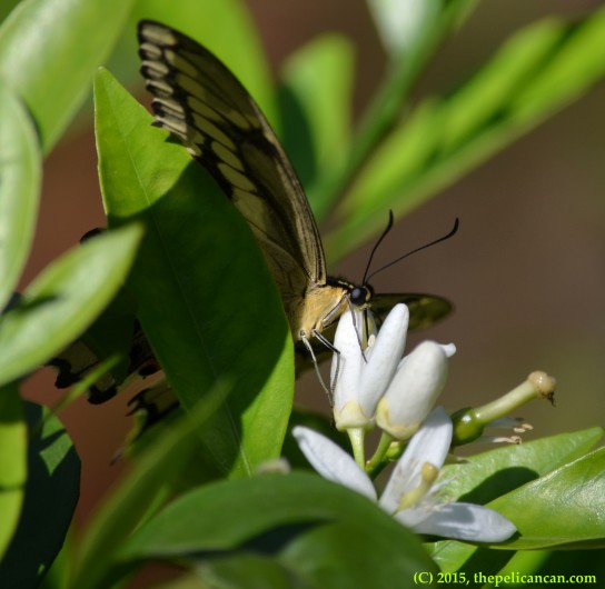 Giant swallowtail butterfly (Papilio cresphontes) drinking nectar from citrus blooms in Dallas, TX