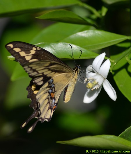 Giant swallowtail butterfly (Papilio cresphontes) drinking nectar from citrus blooms in Dallas, TX