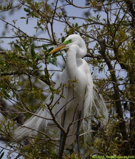 Great egret (Ardea alba) at the rookery at the St. Augustine Alligator Farm in St. Augustine, FL