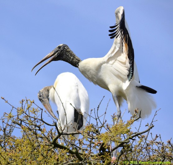 Wood stork (Mycteria americana) flaps wings at the rookery at the St. Augustine Alligator Farm in St. Augustine, FL