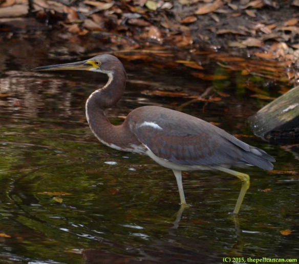 Juvenile tricolored heron (Egretta tricolor) hunts for fish at the rookery at the St. Augustine Alligator Farm in St. Augustine, FL