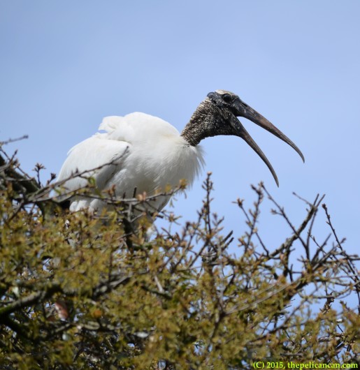 Wood stork (Mycteria americana) at the rookery at the St. Augustine Alligator Farm in St. Augustine, FL