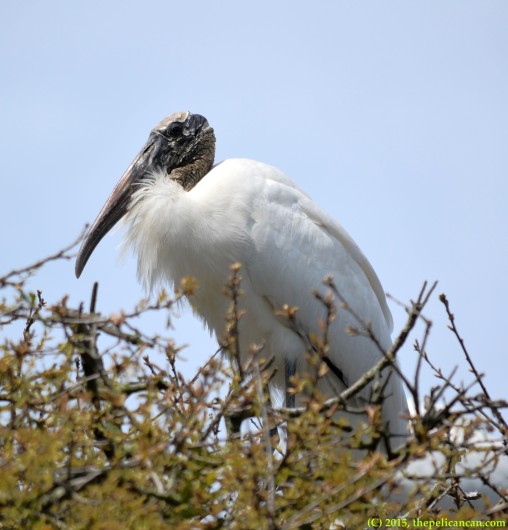 Wood stork (Mycteria americana) at the rookery at the St. Augustine Alligator Farm in St. Augustine, FL