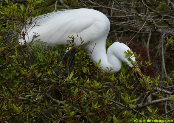 Male great egret (Ardea alba) gathers nesting material at the rookery at the St. Augustine Alligator Farm in St. Augustine, FL