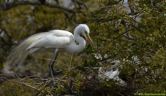 Male great egret (Egretta thula) presents nesting material to his mate at the nest at the rookery at the St. Augustine Alligator Farm in St. Augustine, FL