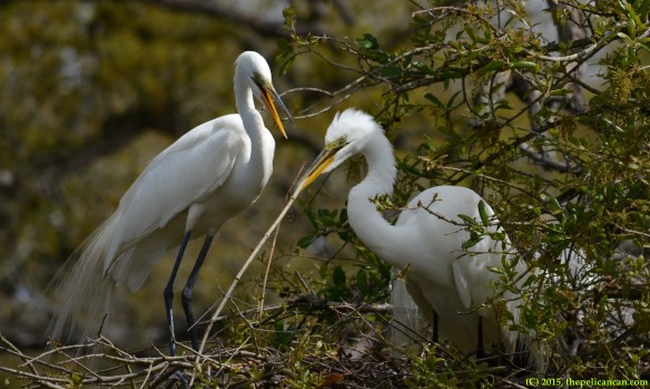 Female great egret (Egretta thula) receives nesting material from her mate at the rookery at the St. Augustine Alligator Farm in St. Augustine, FL