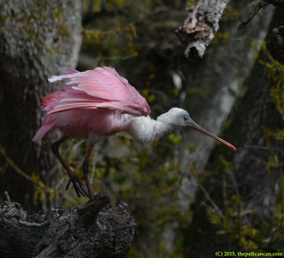 Roseate spoonbill (Platalea ajaja) at the rookery at the St. Augustine Alligator Farm in St. Augustine, FL