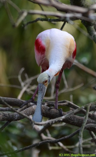 Roseate spoonbill (Platalea ajaja) works on building a nest at the rookery at the St. Augustine Alligator Farm in St. Augustine, FL