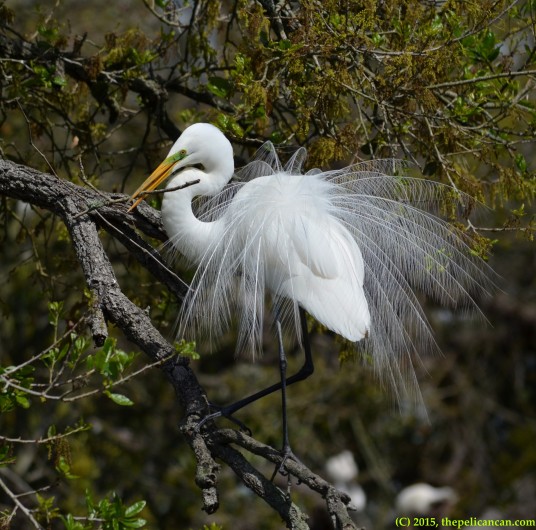 Male great egret (Ardea alba) gathers nesting material at the rookery at the St. Augustine Alligator Farm in St. Augustine, FL