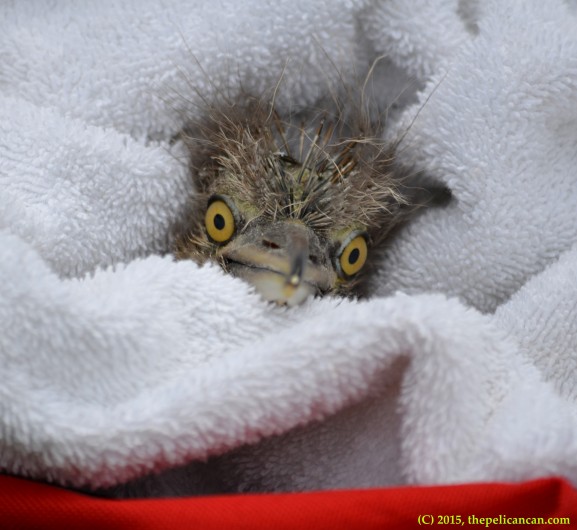 Black-crowned night heron (Nycticorax nycticorax) chick found on and rescued from the ground at the UT Southwestern rookery in Dallas, TX