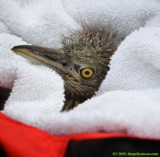 Black-crowned night heron (Nycticorax nycticorax) chick found on and rescued from the ground at the UT Southwestern rookery in Dallas, TX