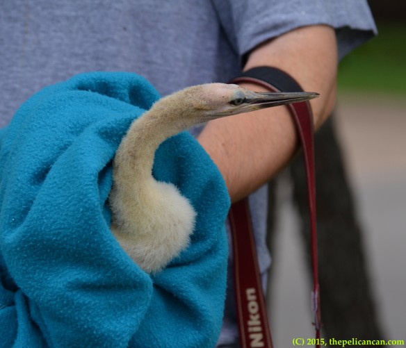 Juvenile anhinga (Anhinga anhinga) found on and rescued from a traffic island near Harry Hines Boulevard and Inwood Road in Dallas, TX