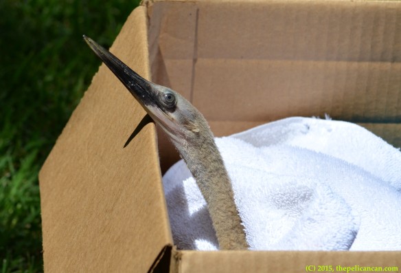 Juvenile anhinga (Anhinga anhinga) found on the ground at the UT Southwestern rookery in Dallas, TX and rescued